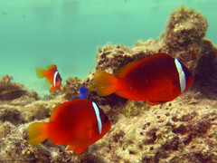 Amphiprion barberi