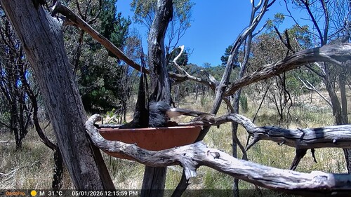 Pied Currawong (Strepera graculina), photo 7