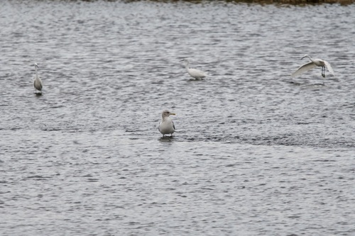 Vega Gull (Larus vegae), photo 5