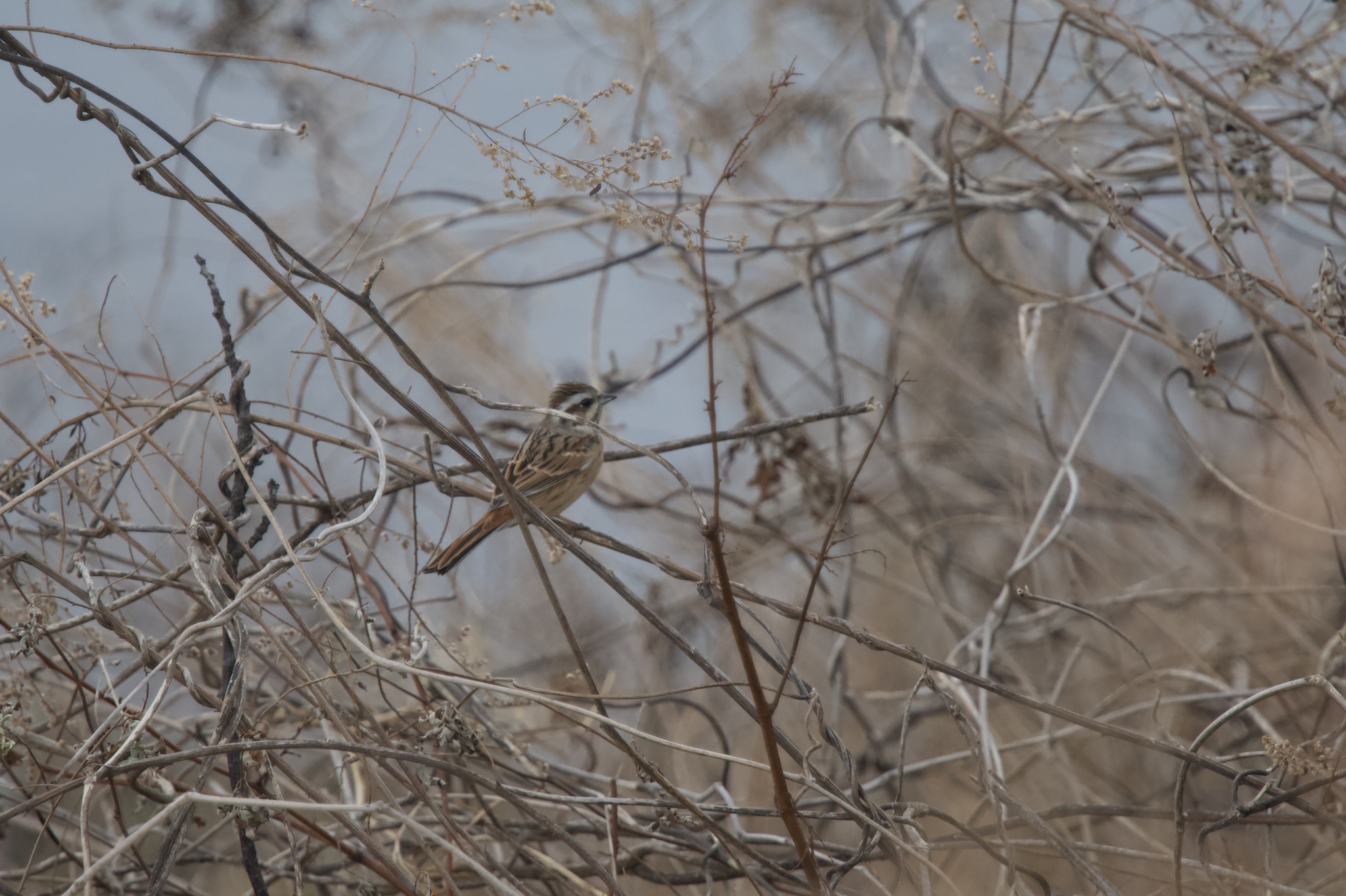 Meadow Bunting (Emberiza cioides), photo 9