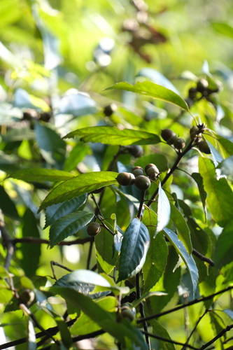 ring-cupped oak