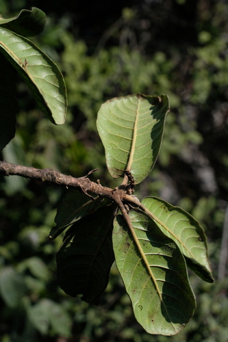Quercus dolicholepis