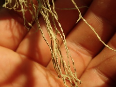 Ramalina pacifica