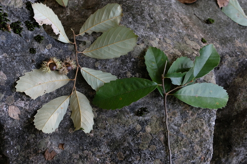 Castanopsis jucunda