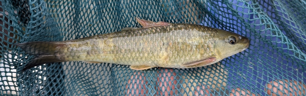 Redeye labeo (Labeo cylindricus) — Cyprinidae