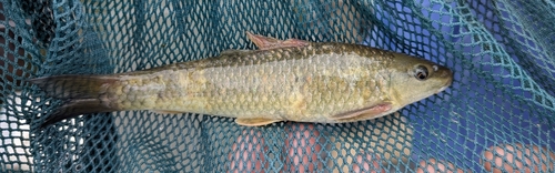 Redeye labeo (Labeo cylindricus) — Cyprinidae