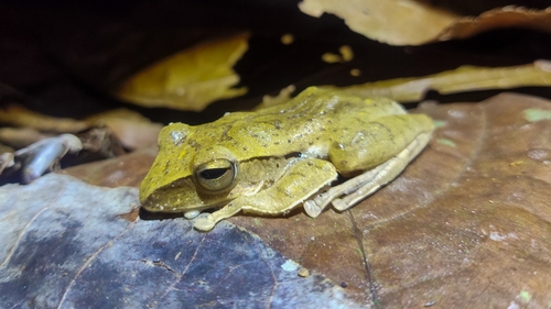 Polypedates iskandari