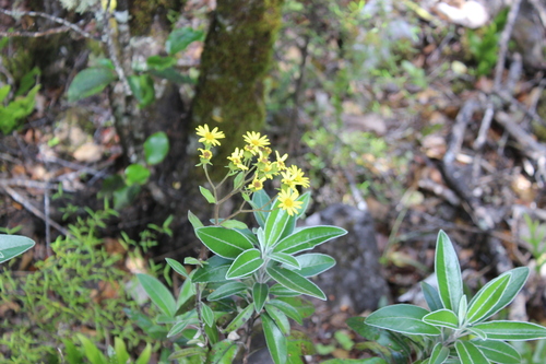 Brachyglottis laxifolia, photograph 4