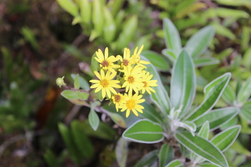 Brachyglottis laxifolia, photograph 5