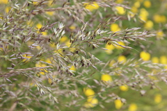 Arrhenatherum elatius, photograph Joe Dillon, CC BY, iNaturalist via GBIF