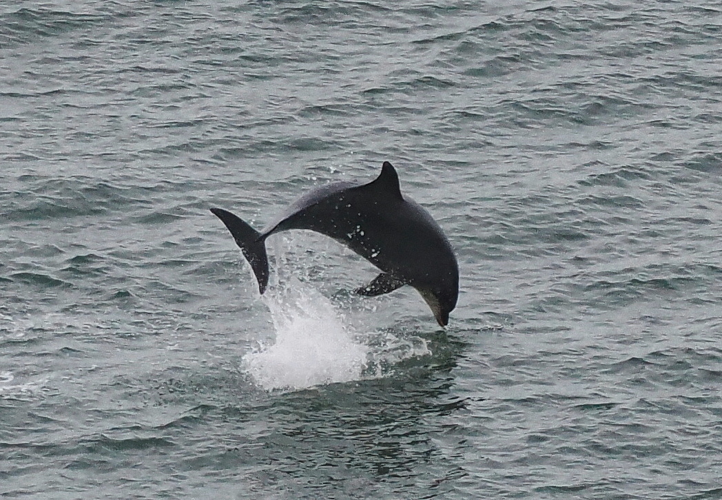 Bottlenose Dolphin