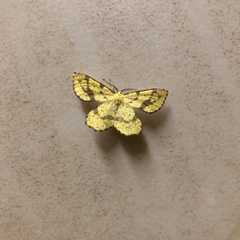 Xanthotype urticaria