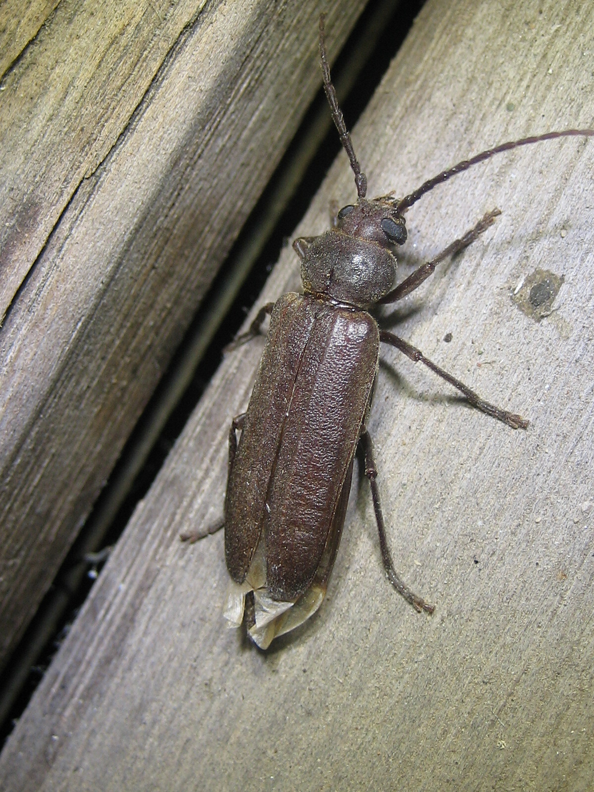 Arhopalus rusticus