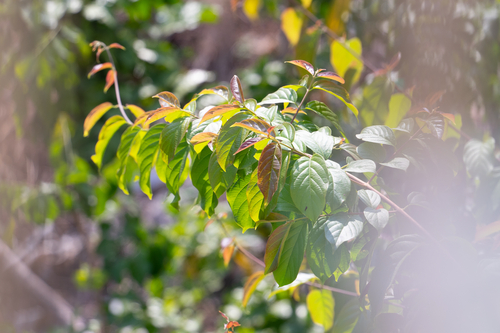 Rangoon Creeper