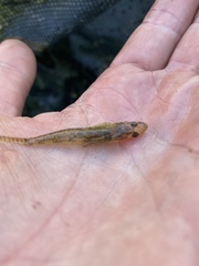 Philypnodon grandiceps