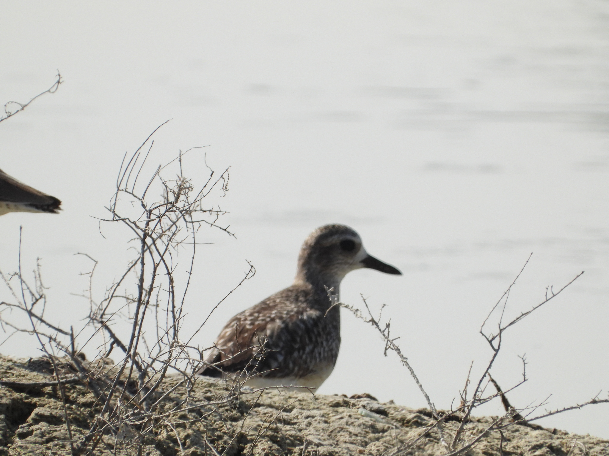 Pluvialis squatarola
