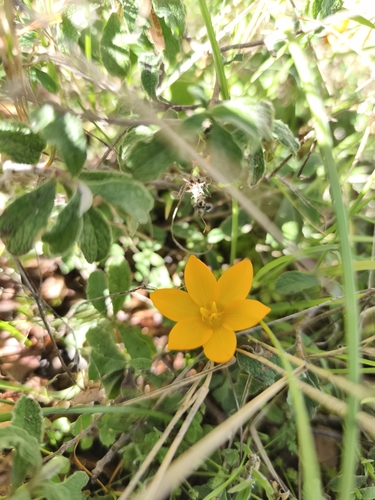 Crocus olivieri, photograph 4