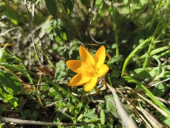 (c) Pantazi Katerina, some rights reserved (CC BY) Crocus olivieri, photograph (c) Pantazi Katerina, some rights reserved (CC BY)