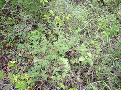 Indigofera trita scabra