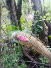 Cleistocactus smaragdiflorus, photograph (c) Luis Martin Stivanello, some rights reserved (CC BY)