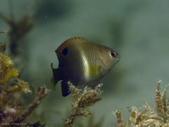 Chrysiptera biocellata