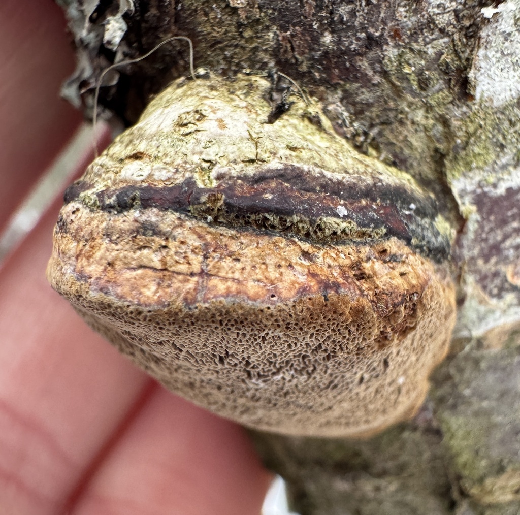 Phellinus pomaceus · January 2026 · photo: © lamma_ (iNaturalist, cc-by-nc)