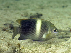 Chrysiptera biocellata