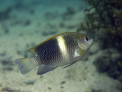 Chrysiptera biocellata