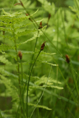 Carex chordorrhiza