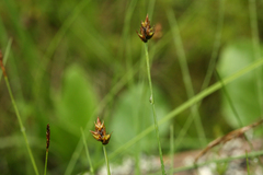Carex chordorrhiza