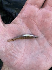 Philypnodon grandiceps