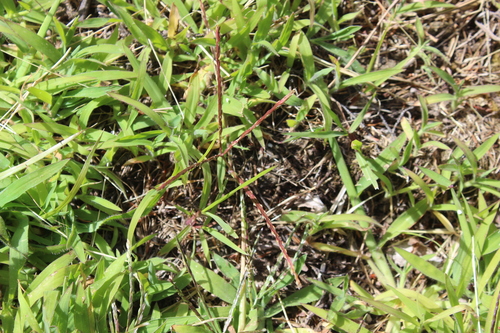 Digitaria sanguinalis iNat (3)
