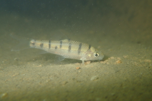 Striped barb (Acrossocheilus parallens) — Cyprinidae — 5