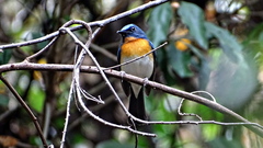 Cyornis