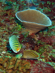 Chaetodon pelewensis