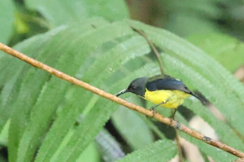 Lina's Sunbird