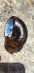 Wainuia