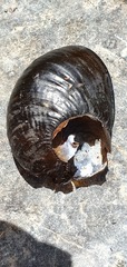 Wainuia