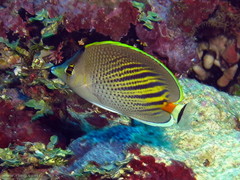Chaetodon pelewensis
