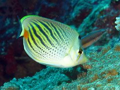 Chaetodon pelewensis