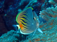 Chaetodon pelewensis