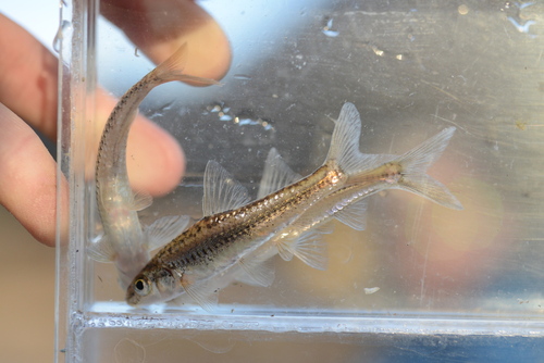 Slender gudgeon (Squalidus gracilis) — Cyprinidae — 5