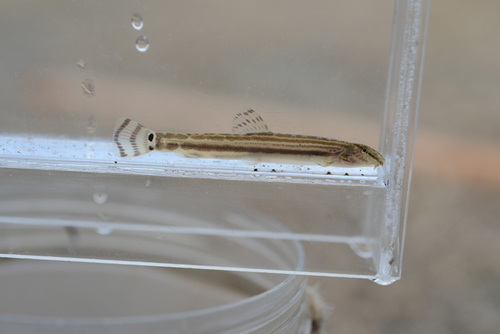 Cobitis striata striata