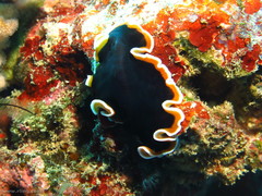 Pseudobiceros hancockanus