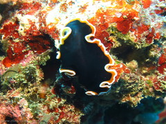 Pseudobiceros hancockanus