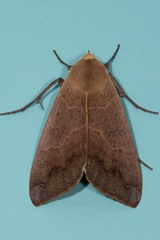 Ophiusa disjungens