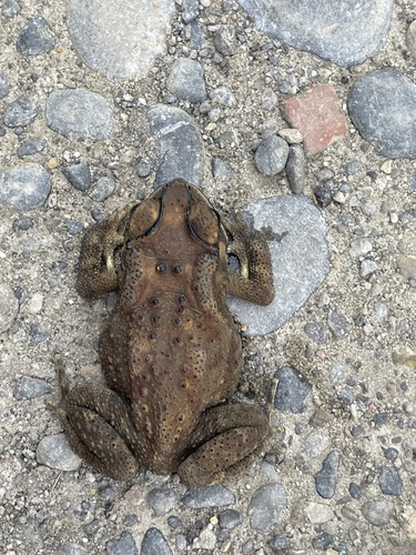 Duttaphrynus melanostictus