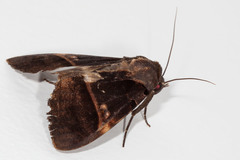 Serrodes