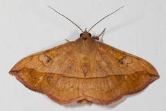 Anticarsia irrorata