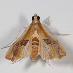 Agathodes
